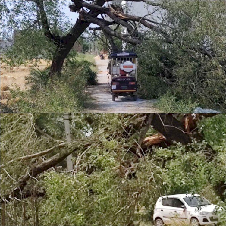 आंधी से पेड़ गिरने से आवागमन अवरुद्ध ,रहवासी हलकान